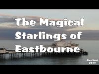 Magical Murmuration 😍 Starlings Over Eastbourne Pier [DJI Mavic 2 Zoom]